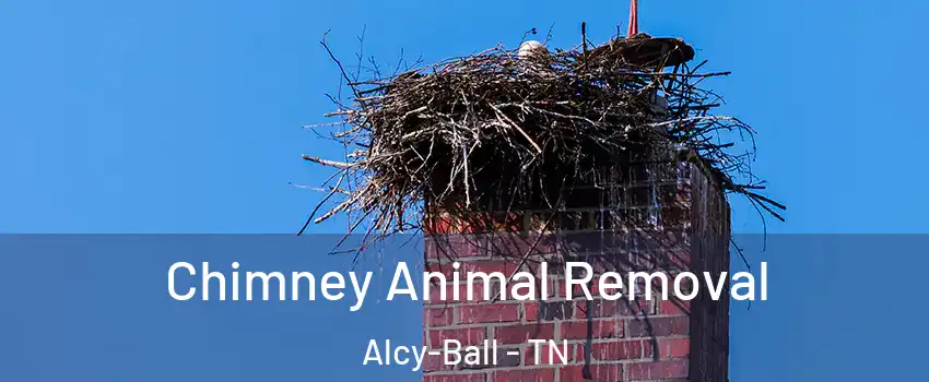 Chimney Animal Removal Alcy-Ball - TN