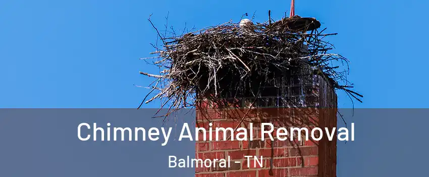 Chimney Animal Removal Balmoral - TN