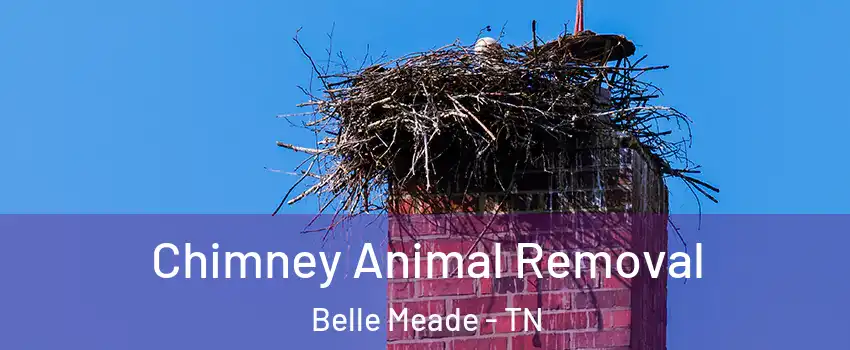 Chimney Animal Removal Belle Meade - TN