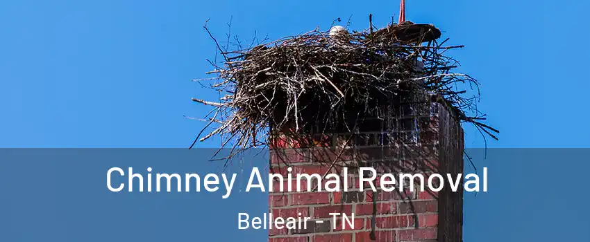 Chimney Animal Removal Belleair - TN