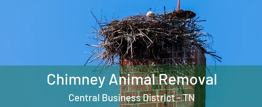 Chimney Animal Removal Central Business District - TN