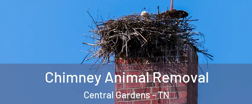 Chimney Animal Removal Central Gardens - TN