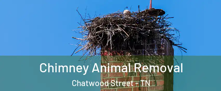 Chimney Animal Removal Chatwood Street - TN