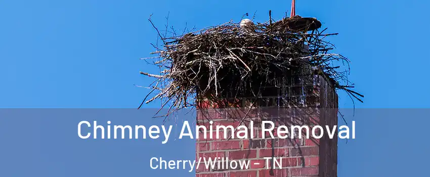 Chimney Animal Removal Cherry/Willow - TN