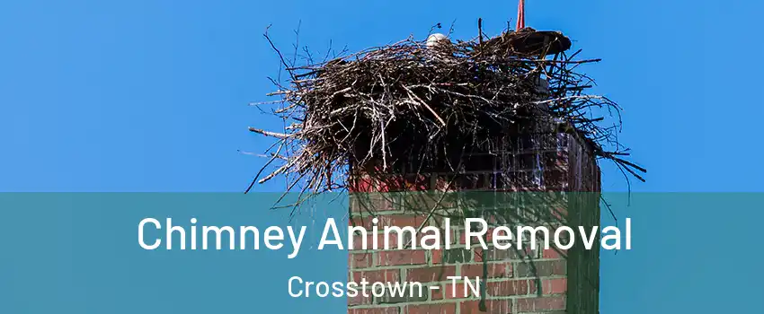 Chimney Animal Removal Crosstown - TN