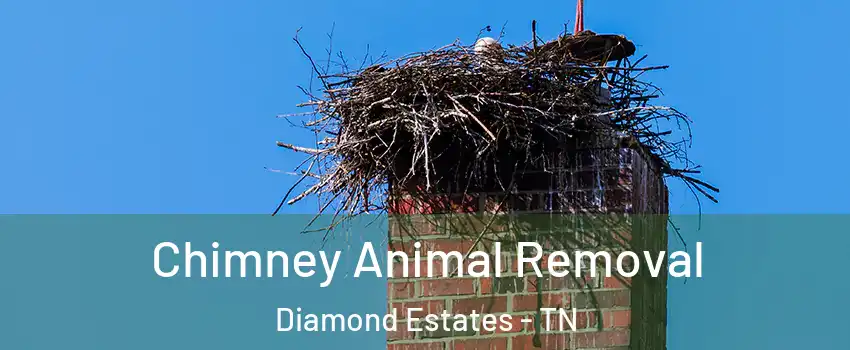 Chimney Animal Removal Diamond Estates - TN