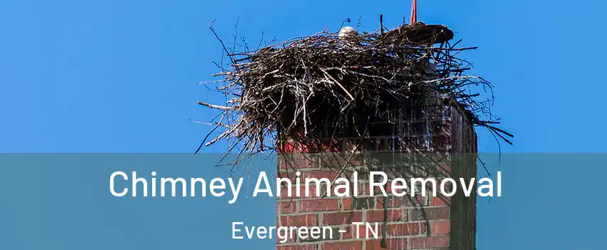 Chimney Animal Removal Evergreen - TN