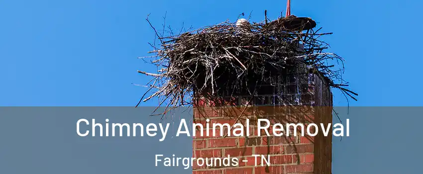 Chimney Animal Removal Fairgrounds - TN