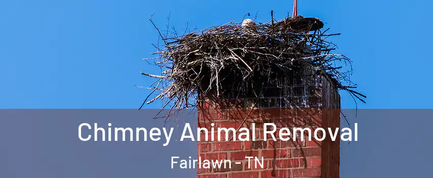 Chimney Animal Removal Fairlawn - TN