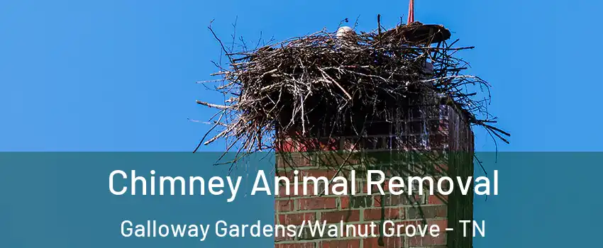 Chimney Animal Removal Galloway Gardens/Walnut Grove - TN