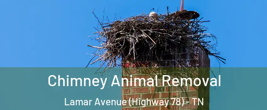 Chimney Animal Removal Lamar Avenue (Highway 78) - TN