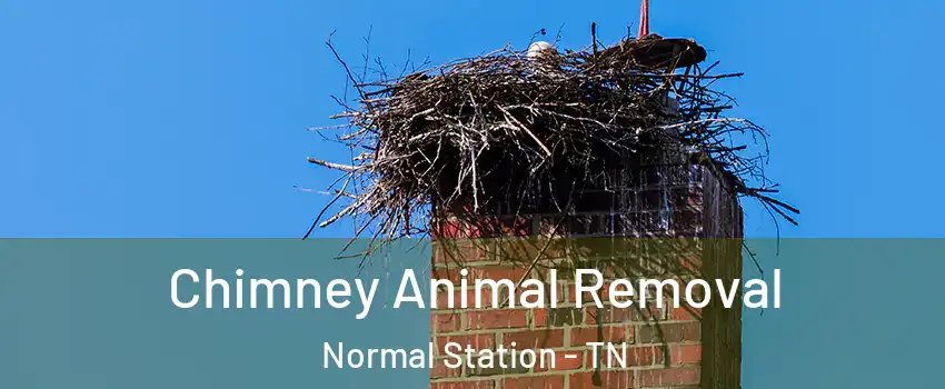 Chimney Animal Removal Normal Station - TN