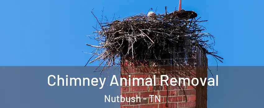 Chimney Animal Removal Nutbush - TN