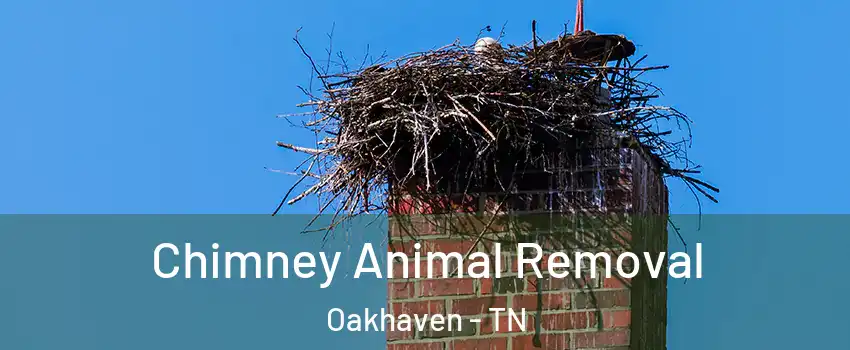 Chimney Animal Removal Oakhaven - TN