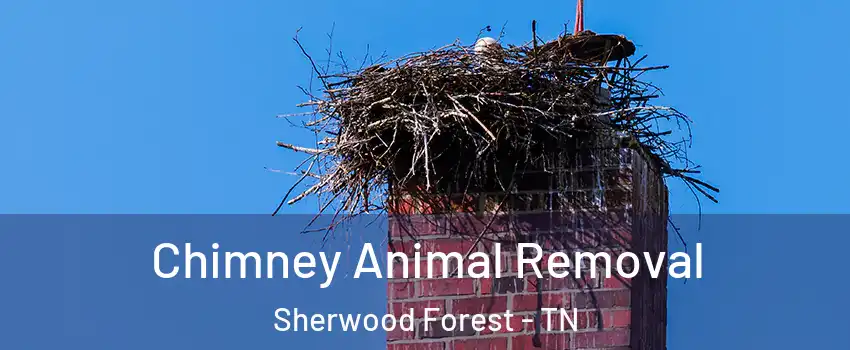 Chimney Animal Removal Sherwood Forest - TN