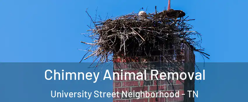 Chimney Animal Removal University Street Neighborhood - TN