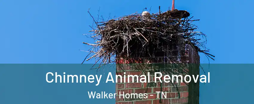 Chimney Animal Removal Walker Homes - TN