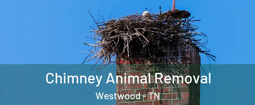 Chimney Animal Removal Westwood - TN