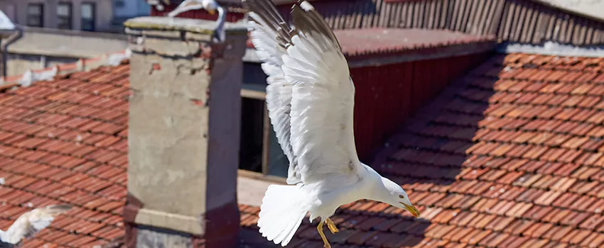 Residential Chimney Animal Removal Solution in Fairlawn, TN